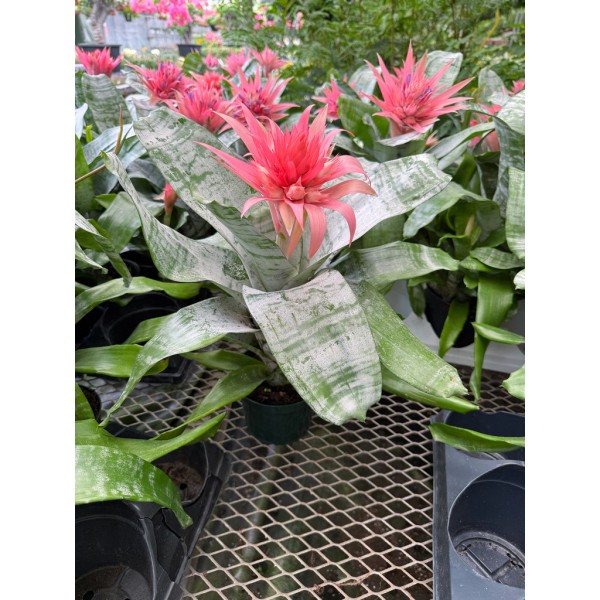 AECHHMEA PLANT Inaltime:50