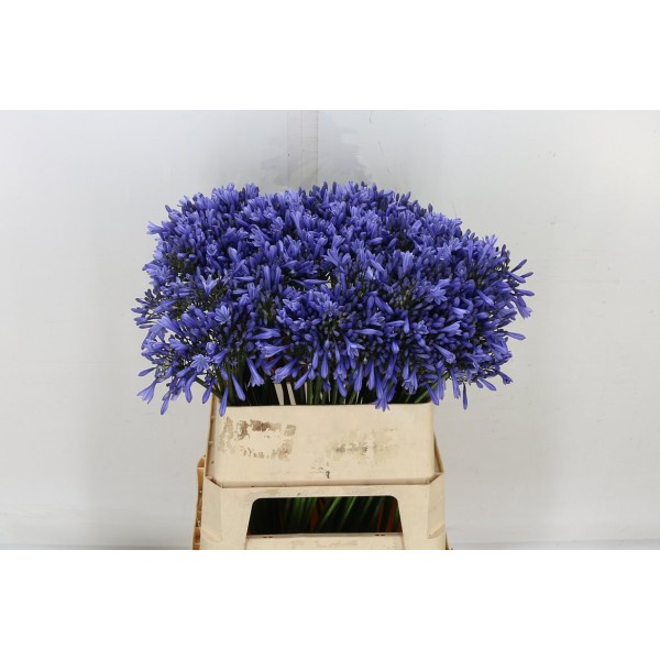 AGAPANTHUS DR BROUWER Inaltime:70