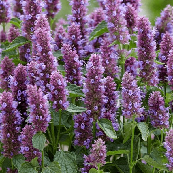 AGASTACHE PURPLE Inaltime:60
