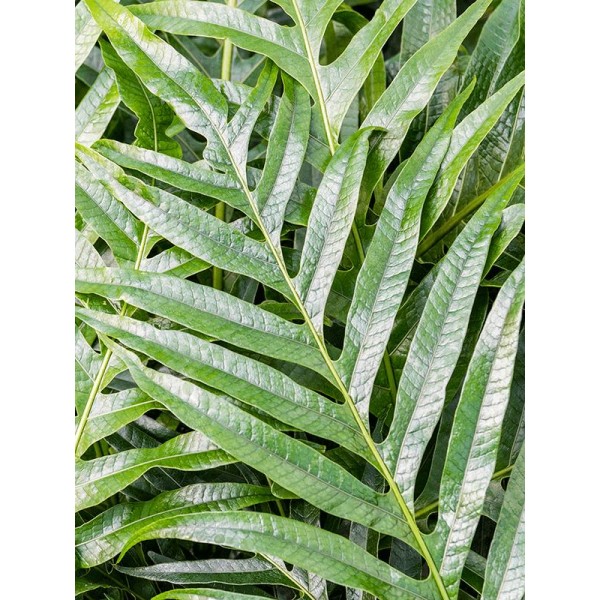 AGLOAMORPHA JIM Inaltime:40
