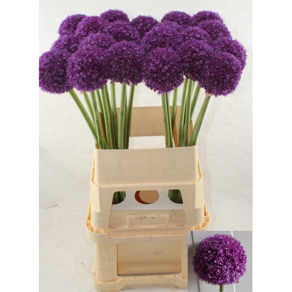 ALLIUM AMBASSADOR Inaltime:90