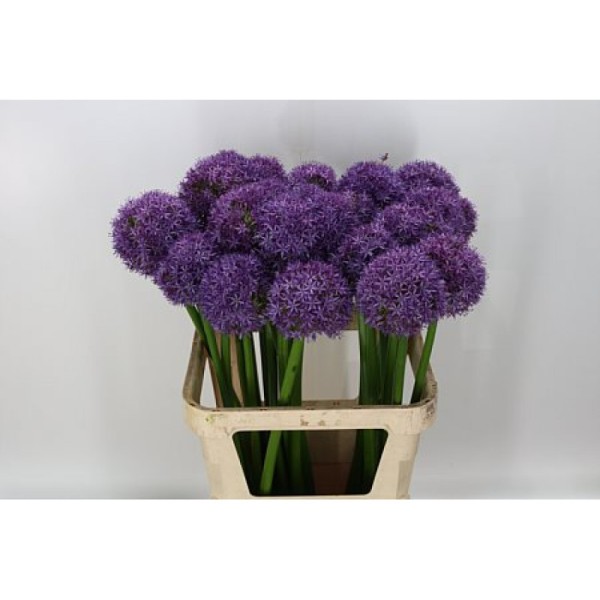 ALLIUM GLOBEMASTER Inaltime:90