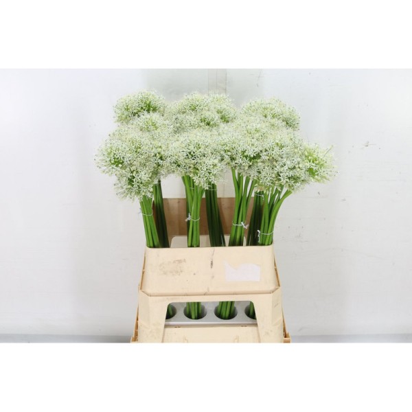 ALLIUM MOUNT EVEREST Inaltime:80