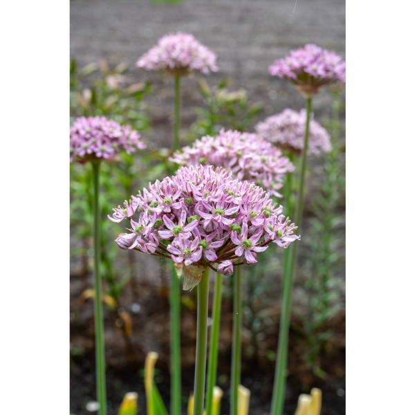 ALLIUM PINK JEWEL Inaltime:70