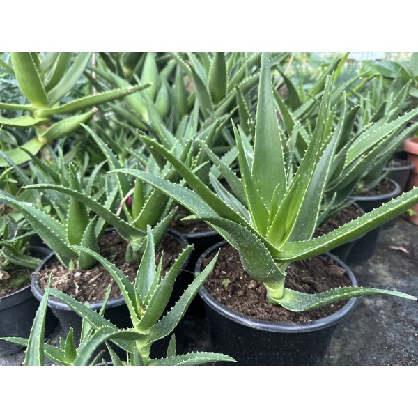 ALOE VERA Inaltime:40