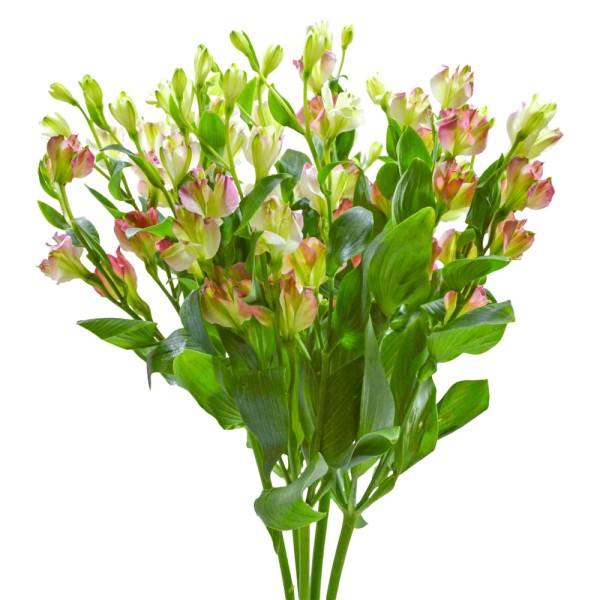 ALSTROEMERIA FL CHARMELIA MIX Diamentru:75 Inaltime:80