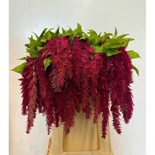AMARANTHUS RED SPIDER Inaltime:60