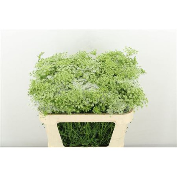 AMMI VIS CASABLANCA Inaltime:70