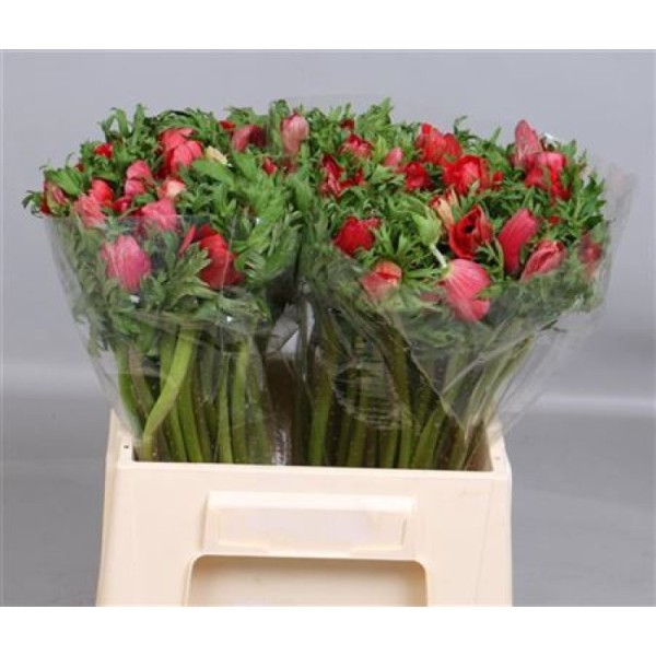 ANEMONE MERON RED Inaltime:40