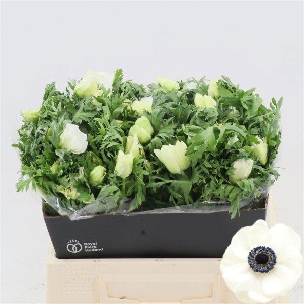 ANEMONE MISTRAL PLUS WHITE Inaltime:40