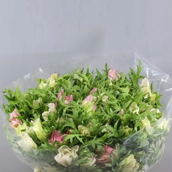 ANEMONE MISTRAL PLUS PINK LIGHT Inaltime:40