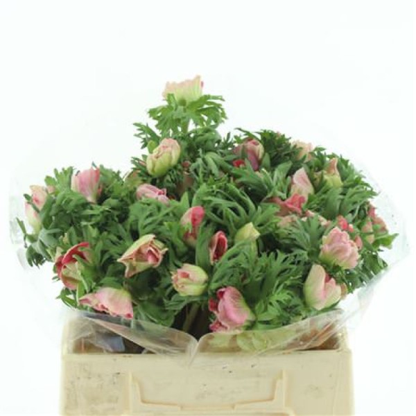 ANEMONE MISTRAL PLUS PINK Inaltime:40