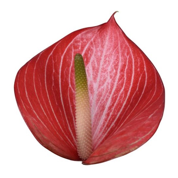 ANTHURIUM CALDONIA Diamentru:11