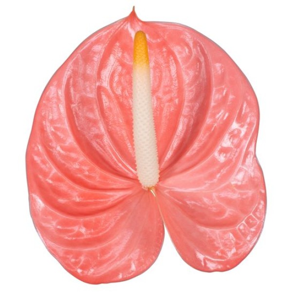 ANTHURIUM FARAO Diamentru:11