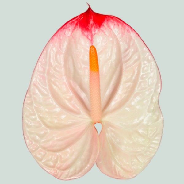 ANTHURIUM LYBRA Diamentru:11