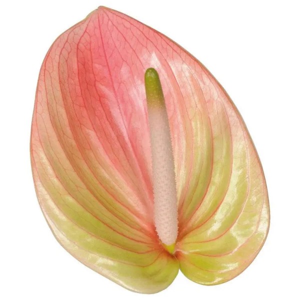 ANTHURIUM MAREA Diamentru:11