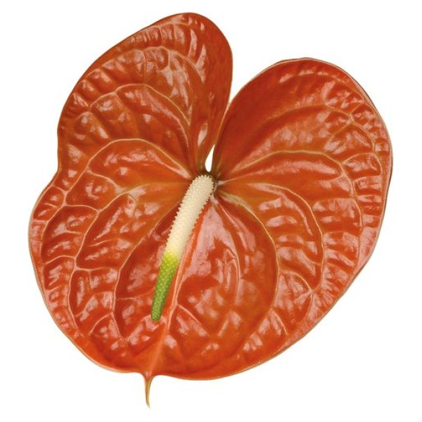 ANTHURIUM TERRA Diamentru:11