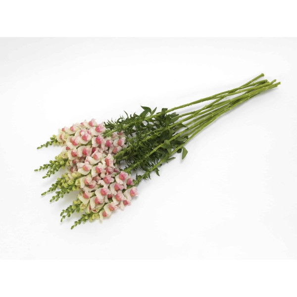 ANTIRRHINUM POTOMAC PLUMBLOSSOM Inaltime:75