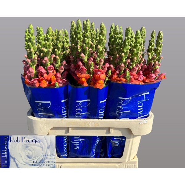 ANTIRRHINUM POTOMAC NEW MEXICO Inaltime:75