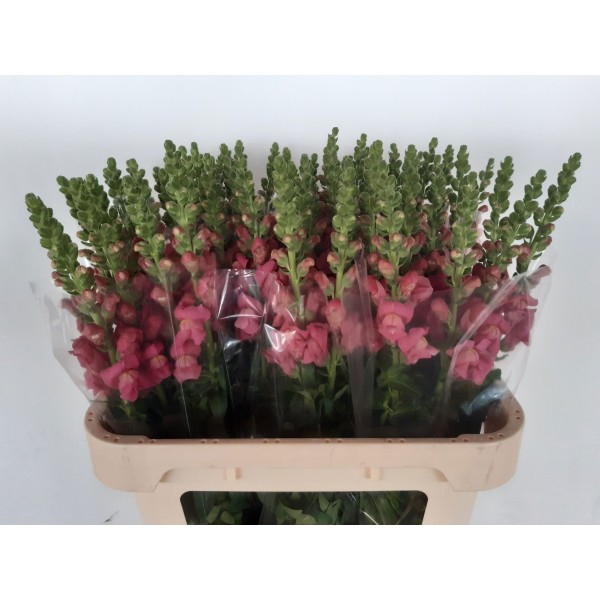 ANTIRRHINUM POTOMAC PINK Inaltime:75