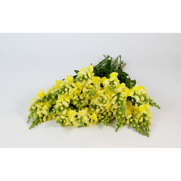 ANTIRRHINUM POTOMAC YELLOW Inaltime:75