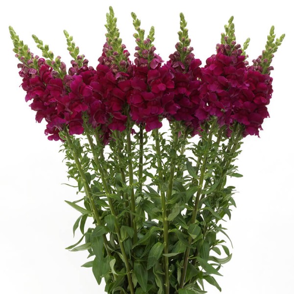 ANTIRRHINUM VIOLET Inaltime:75