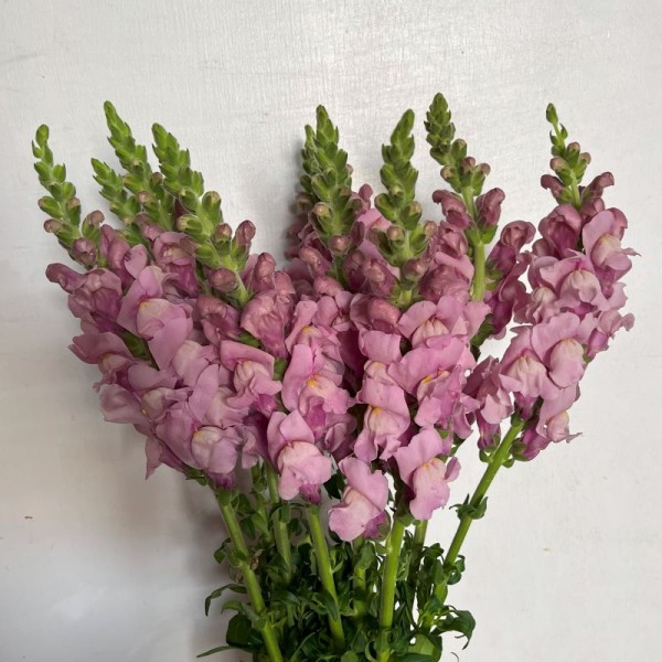 ANTIRRHINUM POTOMAC LAVENDER Inaltime:75