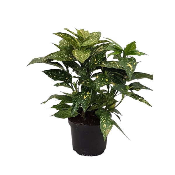 AUCUBA JAPONICA CROTONIFOLIA Inaltime:60