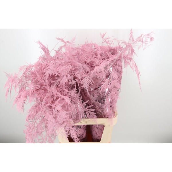 ASPARAGUS FEATHERS DYED PALE PINK Inaltime:45