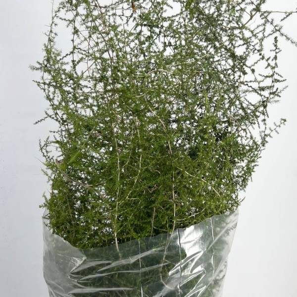 ASPARAGUS WILD Inaltime:100
