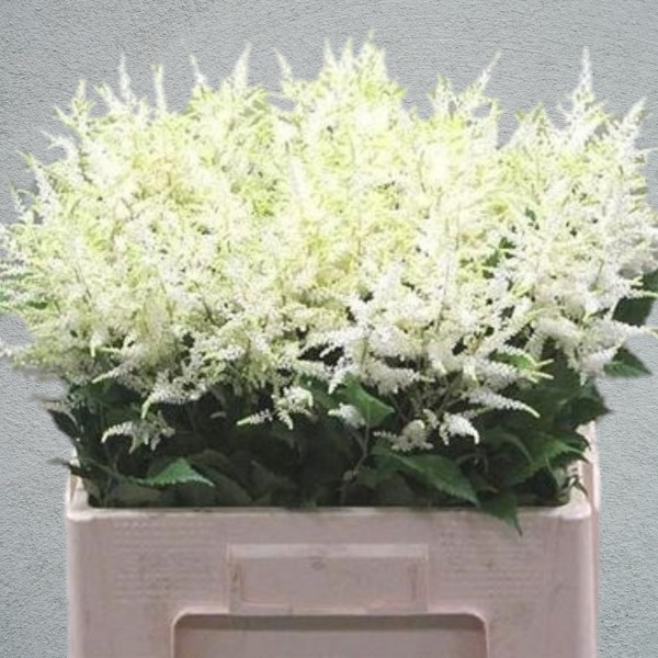 ASTILBE AVALANCHE Inaltime:55