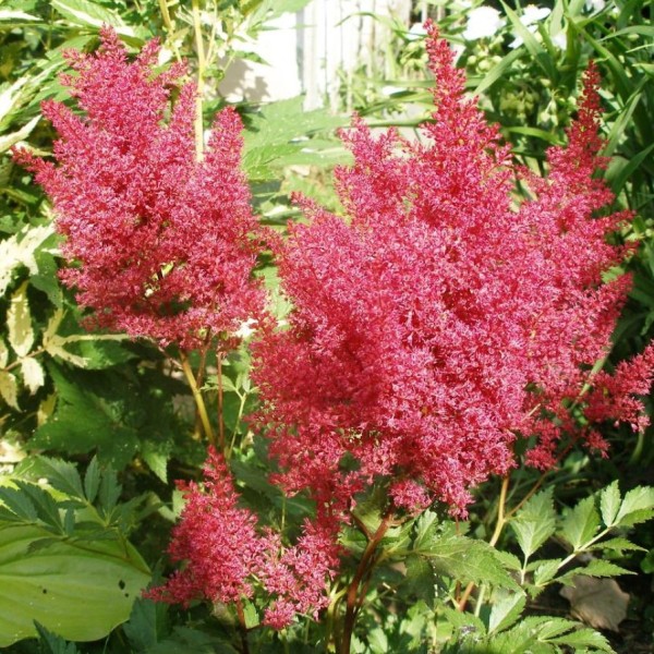ASTILBE CORAL ISLAND Inaltime:55