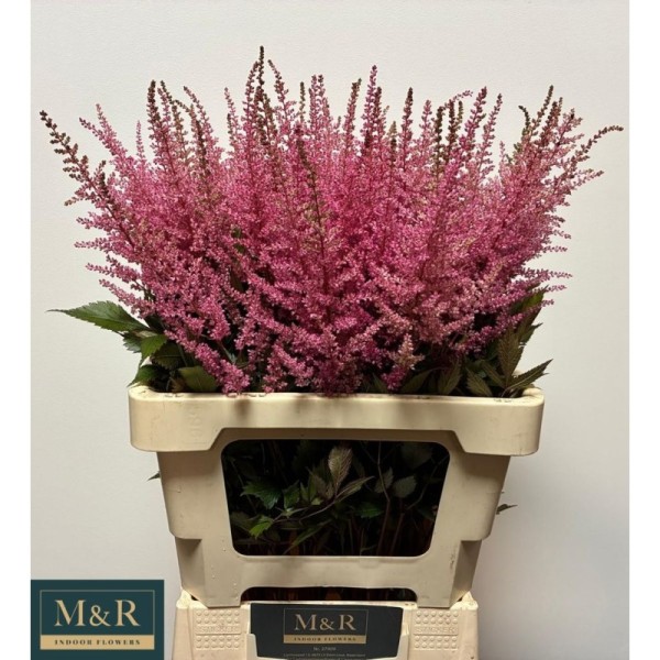 ASTILBE ROMANZE Inaltime:55