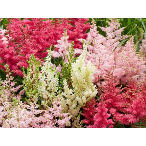 ASTILBE MIX IN BUCKET Inaltime:55