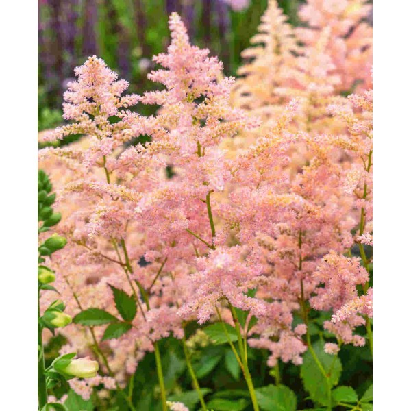 ASTILBE PEACH BLOSSOM Inaltime:55
