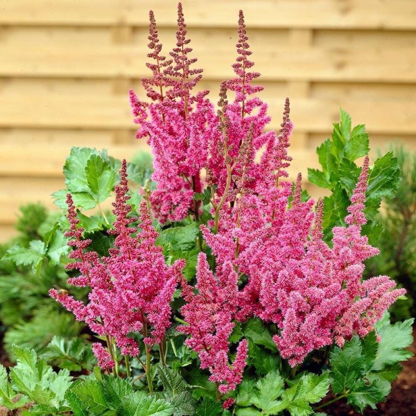 Astilbe vision in pink Inaltime:50