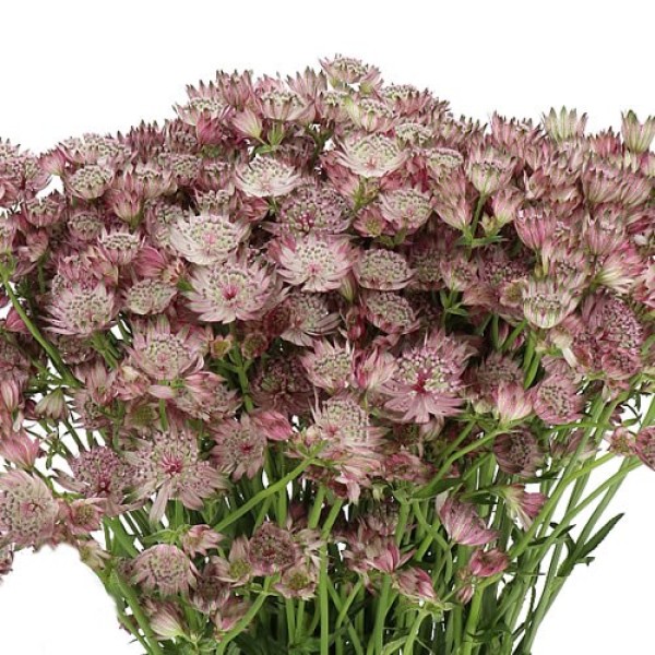 ASTRANTIA MAJOR OF AFRICA Inaltime:60