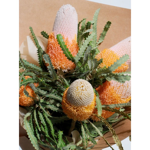 BANKSIA PRIONOTES Inaltime:50