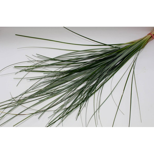 BEARGRASS GREEN OCEAN Inaltime:65