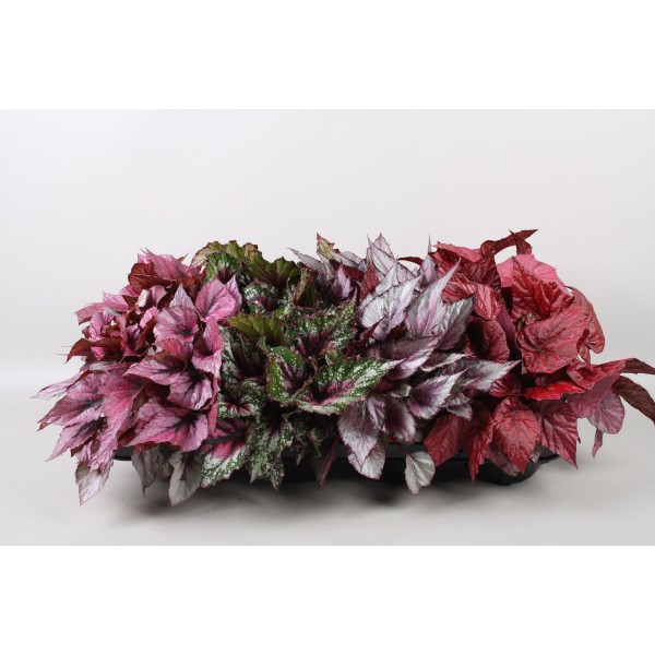 BEGONIA LEAF BELA MIX