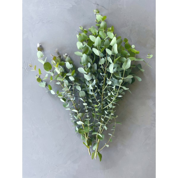BOS EUCALYPTUS BLAD Inaltime:70