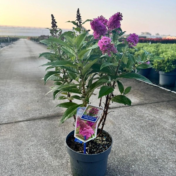 BUDDLEJA DAVI OTHER Inaltime:40
