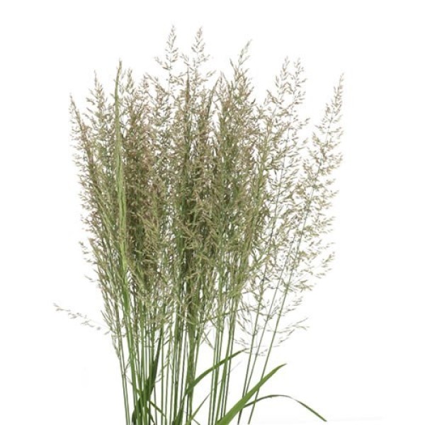 CALAMAGROSTIS BRACHYTRICHA Inaltime:60