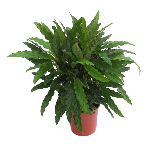 CALATHEA RUFIBARBA Inaltime:55