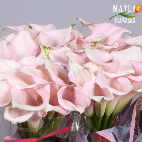 CALLA/ZANT CAPTAIN MELROSE Inaltime:55