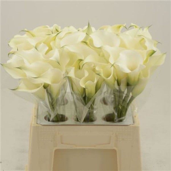 CALLA/ZANT CAPTAIN VENTURA Inaltime:55