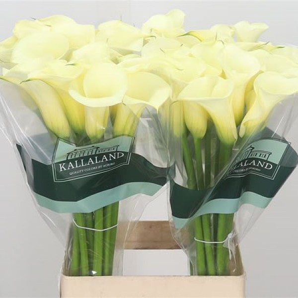 CALLA/ZANT SNOWSTAR Inaltime:55