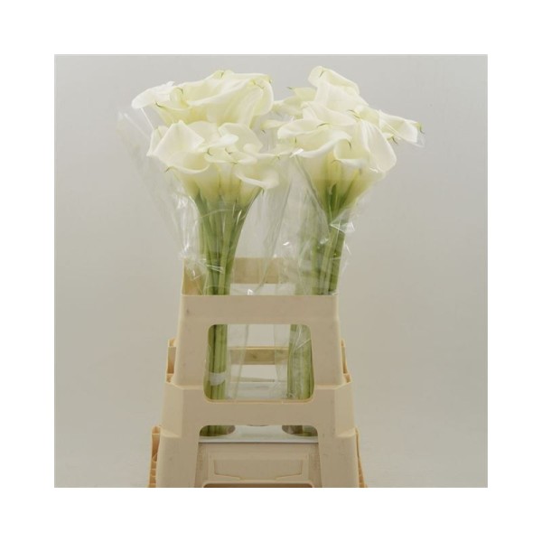 CALLA/ZANT WHITE PRESENT Inaltime:55