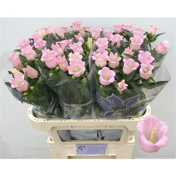 CAMPANULA CHAMPION PINK Inaltime:70