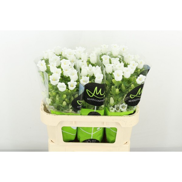 CAMPANULA CHAMP WHIT Inaltime:70